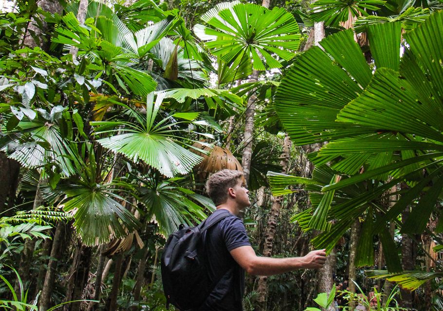 From Cairns: Daintree Wilderness & Cape Tribulation Bus Tour - Important Information