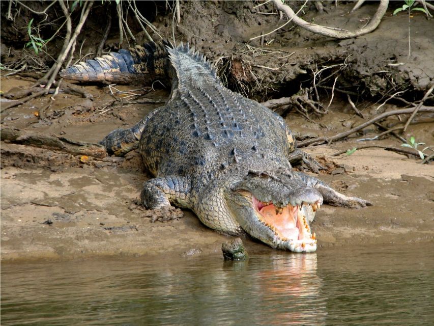 From Cairns: Mossman Gorge Tour & Daintree Rainforest Cruise - Inclusions