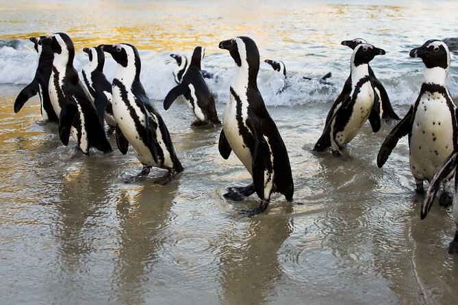 From Cape Town: Table Mountain, Cape of Good Hope & Penguins Including Park Fees - Additional Tour Details