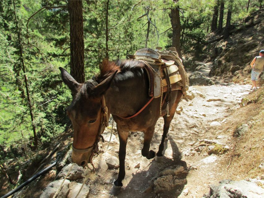 From Chania: Full-Day Samaria Gorge Trek Excursion - Additional Information