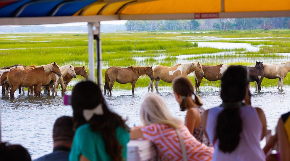 From Chincoteague Island: Assateague Island Boat Tour - Customer Satisfaction and Reviews
