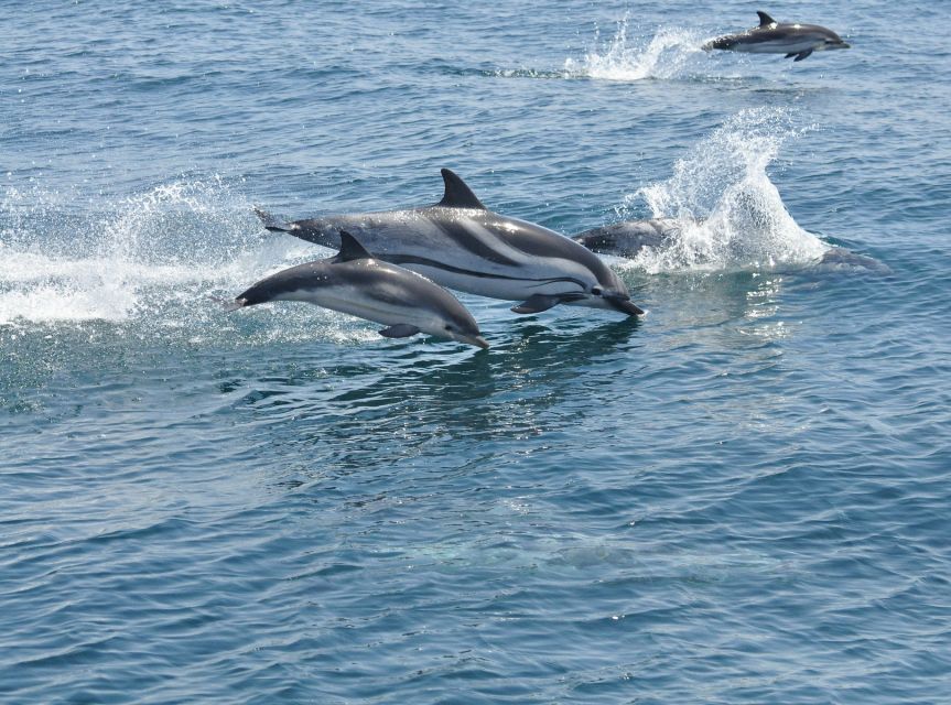 From Costa Del Sol: Gibraltar Dolphin Watching by Boat - Inclusions