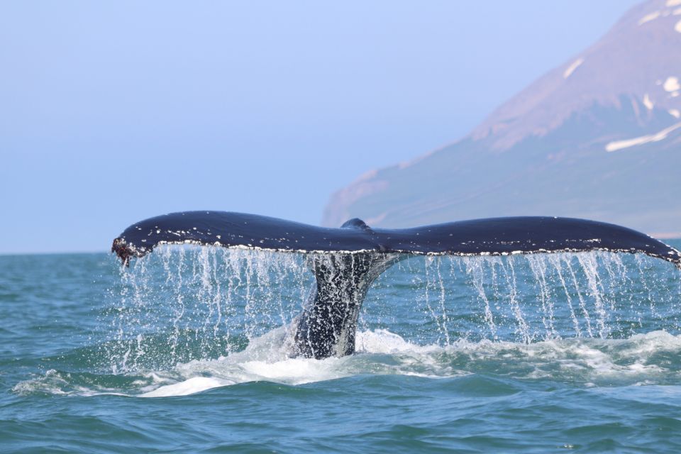 From Dalvik: Arctic Whale Watching in Northern Iceland - Customer Reviews