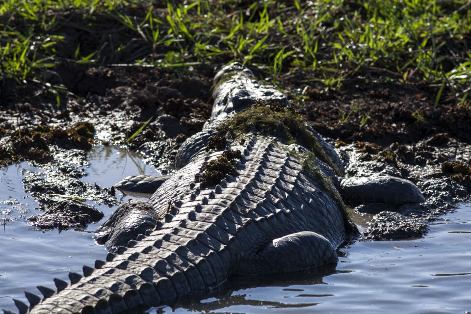 From Darwin: Spectacular Jumping Crocodile Half Day Tour - Inclusions