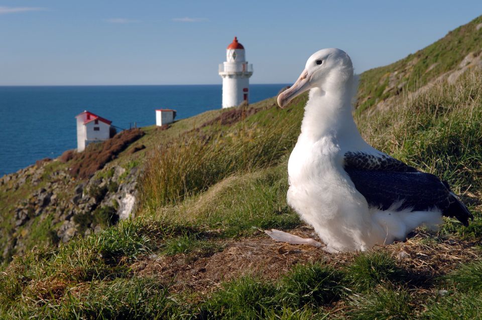 From Dunedin: City, Otago Peninsula & Albatross Guided Tour - City Highlights and Scenic Drive