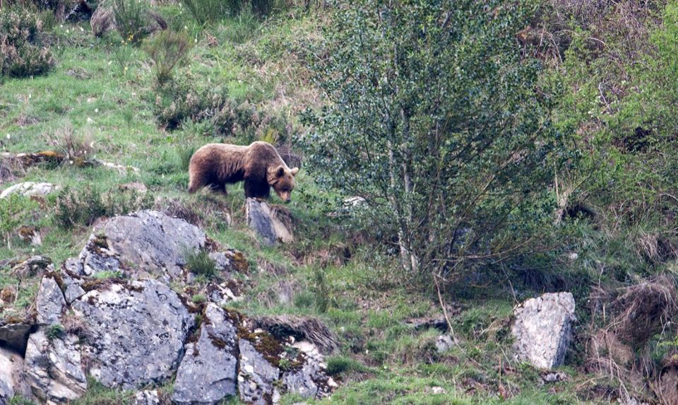 From Gijón, Oviedo or Pola De Somiedo: Brown Bear Spotting - Meeting Points and Departure Locations