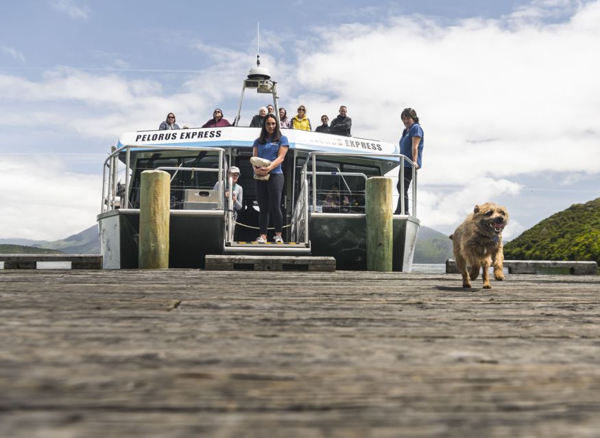 From Havelock: Marlborough Sounds Mail Boat Full-Day Cruise - Review Summary