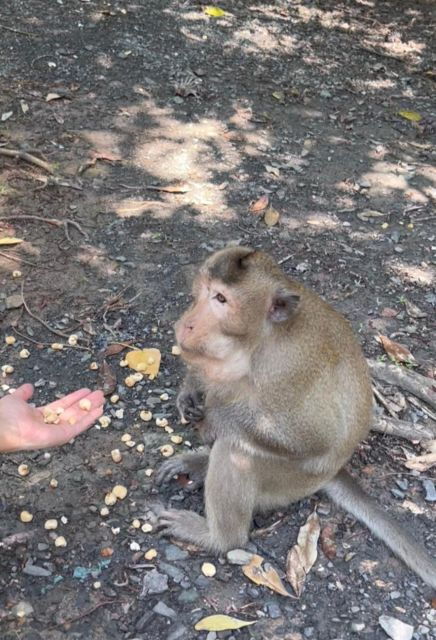 From Ho Chi Minh: Can Gio Mangrove Forest - Booking Information