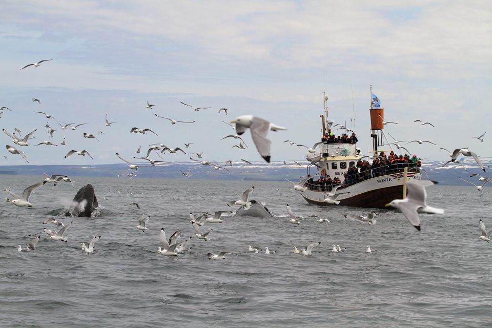 From Húsavík: Traditional Whale Watching Tour - Inclusions and Logistics Provided