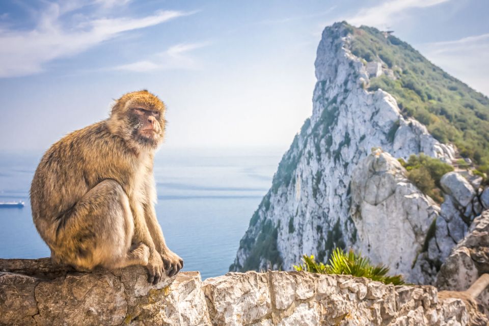From Malaga and Costa Del Sol: Gibraltar Shopping Tour - Customer Reviews and Ratings