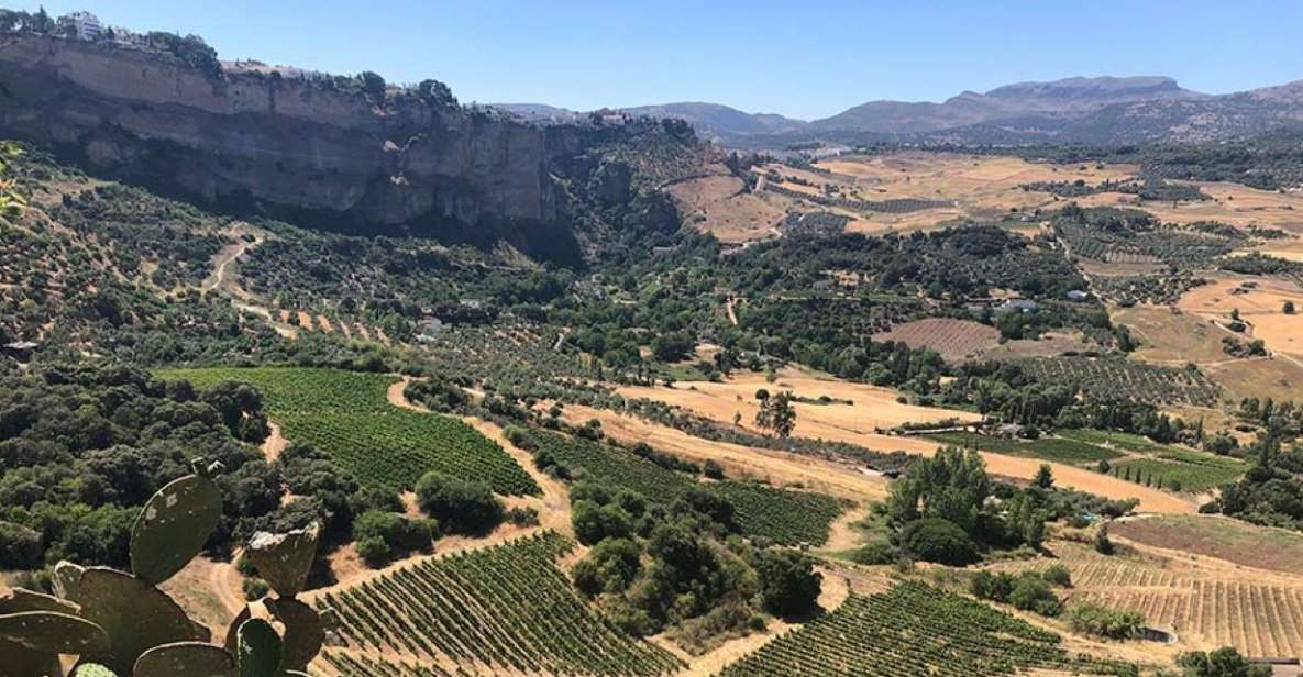 From Marbella: The Classic Ronda Wine Experience Day Tour - Customer Reviews