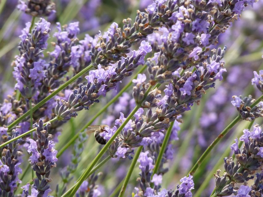 From Marseille: Valensole Lavenders Tour From Cruise Port - Experience Highlights