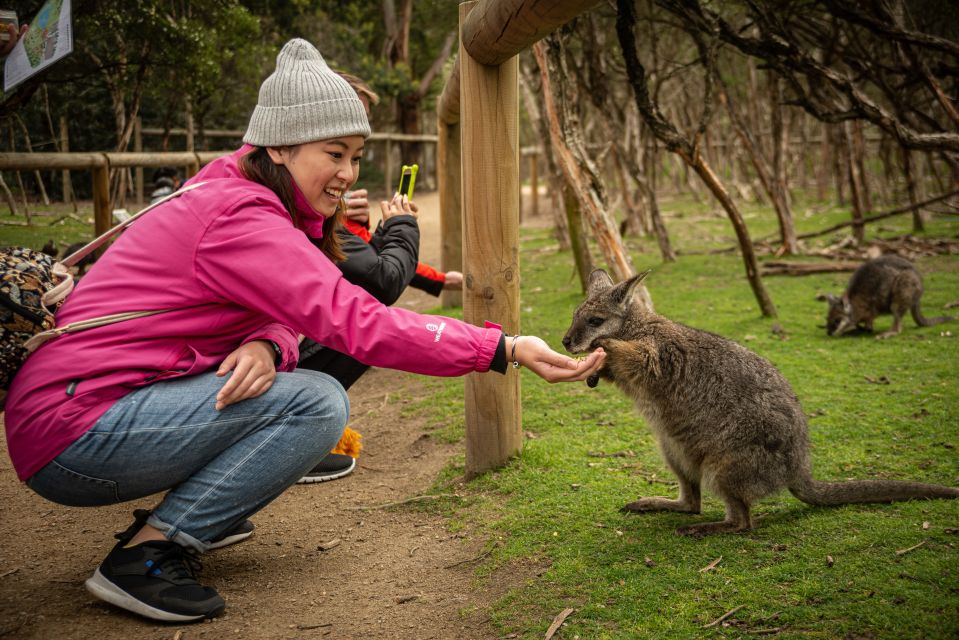 From Melbourne: Phillip Island Penguin Parade Eco Tour - Directions