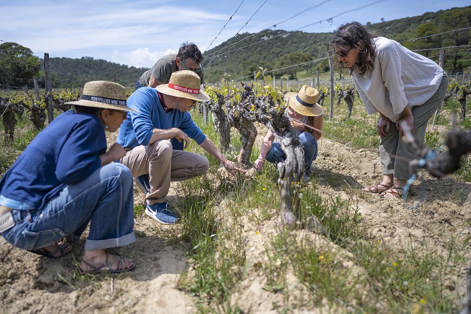 From Montpellier: Wine and Olive Tour - Customer Reviews