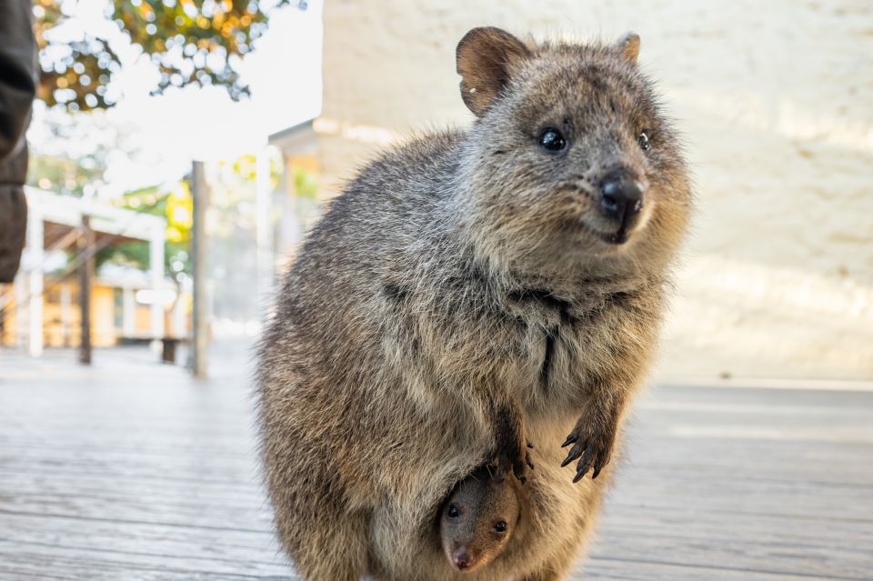 From Perth: Rottnest Island Full-Day Bike and Ferry Trip - Booking Details