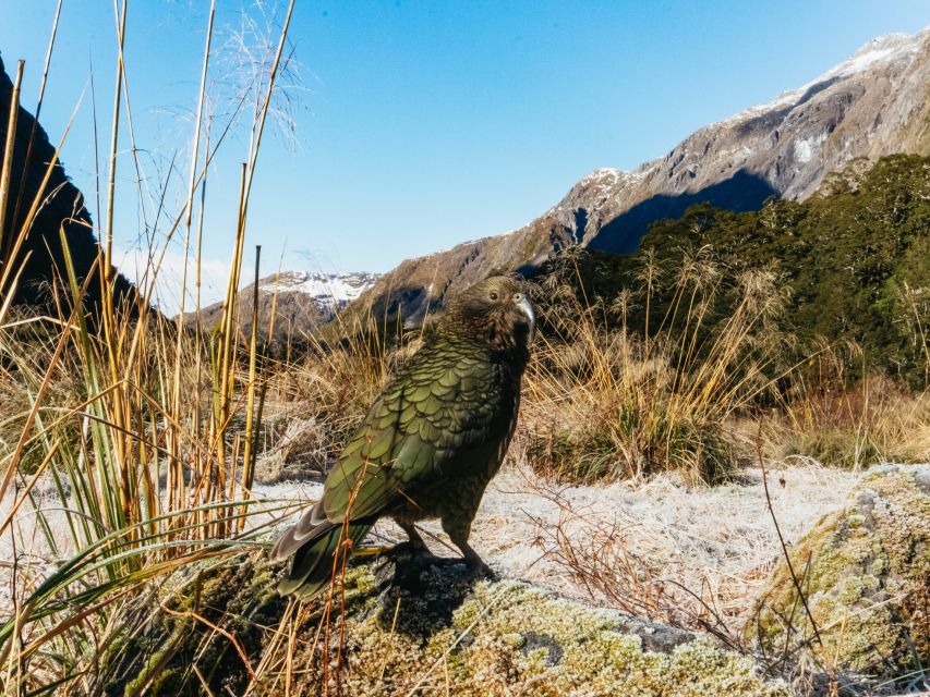 From Queenstown: Milford Sound Cruise and Coach Day Trip - Full Description