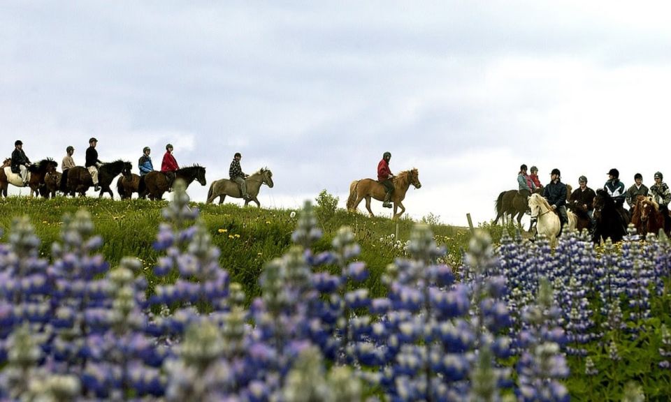 From Reykjavík: Full-day Golden Circle & Horse Riding Tour - Traveler Reviews