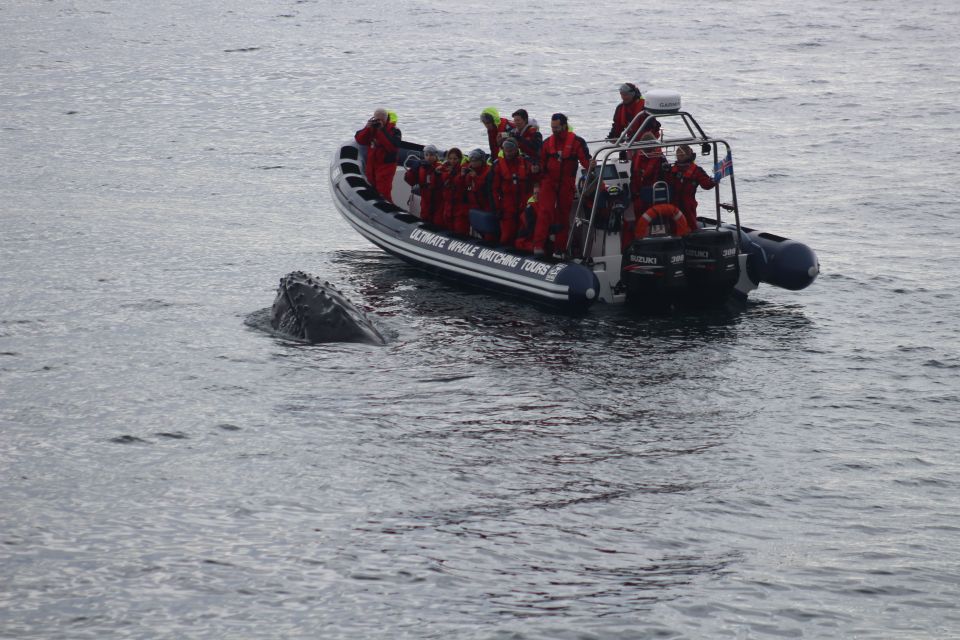 From Reykjavik: Whale and Puffin Watching RIB Boat Tour - Activity Description