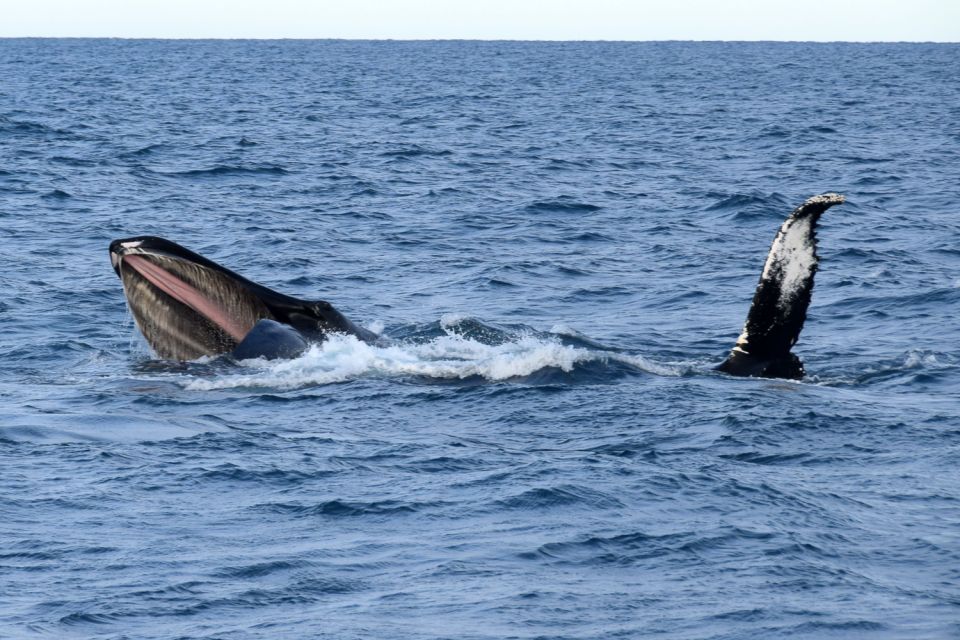 From Reykjavik: Whale Watching Tour by Fast Catamaran - Learning Highlights on the Tour