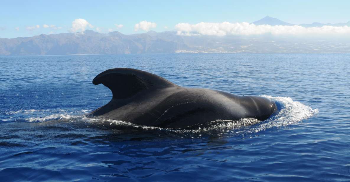 From San Juan Beach : Marine Life Cruise - Full Activity Description