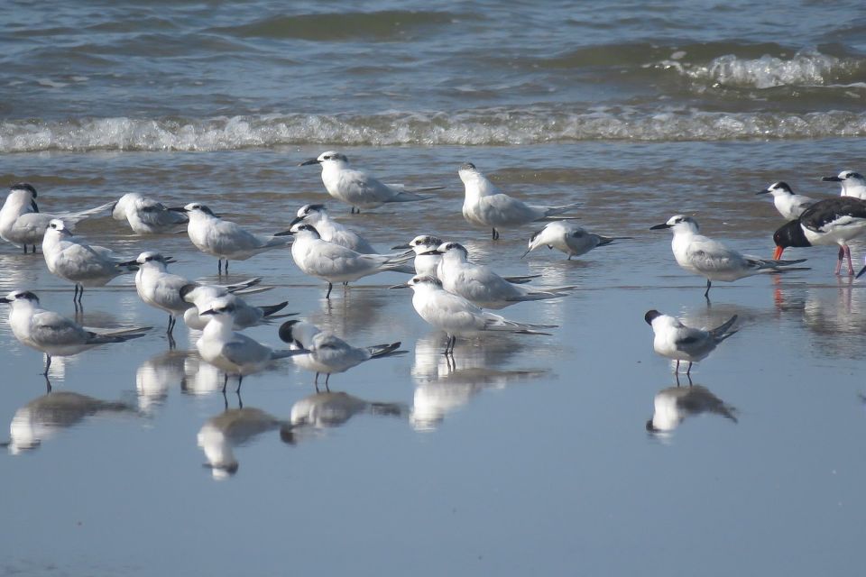 From Seville: Doñana National Park Tour - Review Summary