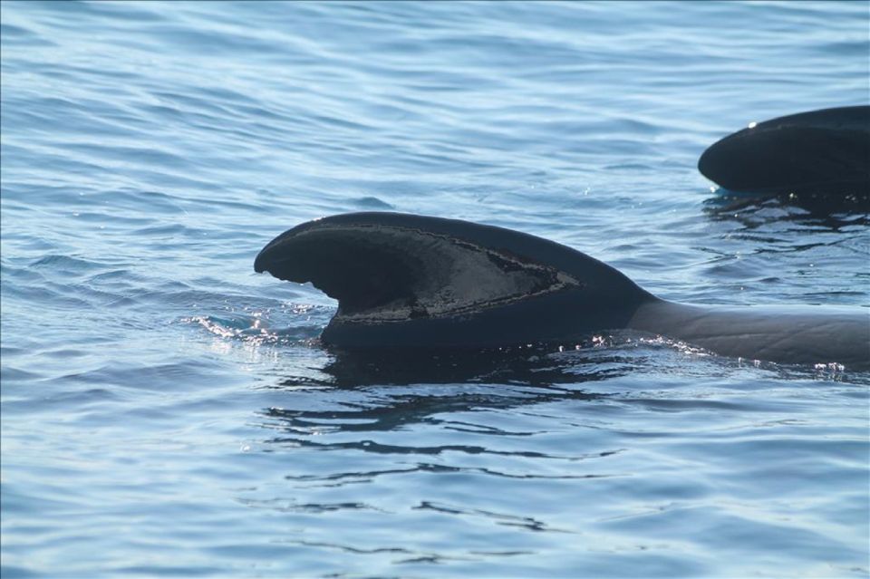 From Seville: Gibraltar Dolphins Watching Day Trip - Participant Information