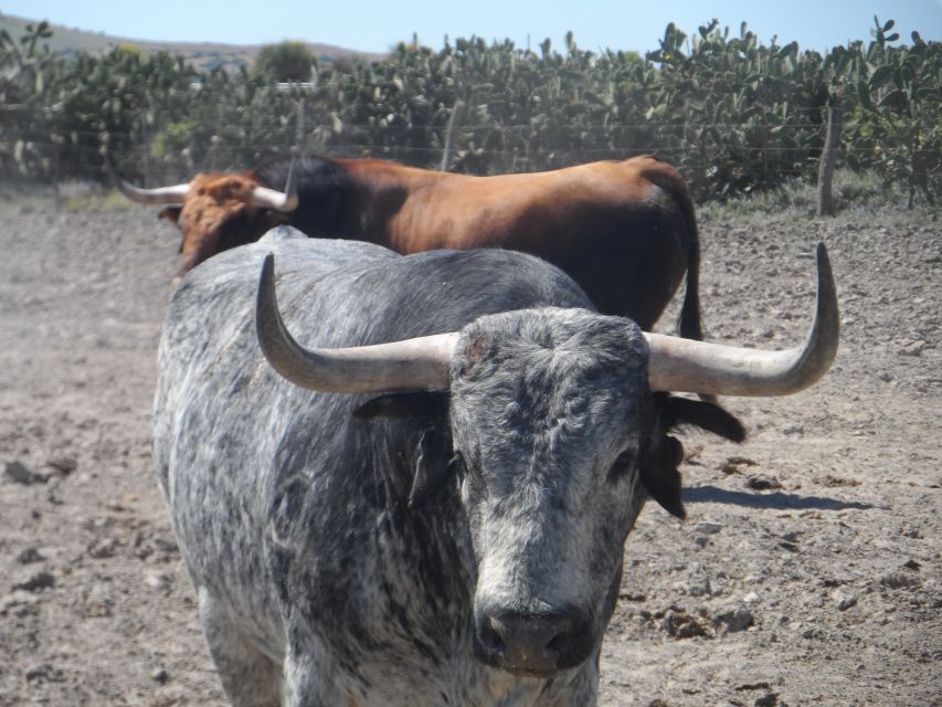 From Seville: Half-Day Bull Breeding Farm Tour - Full Description