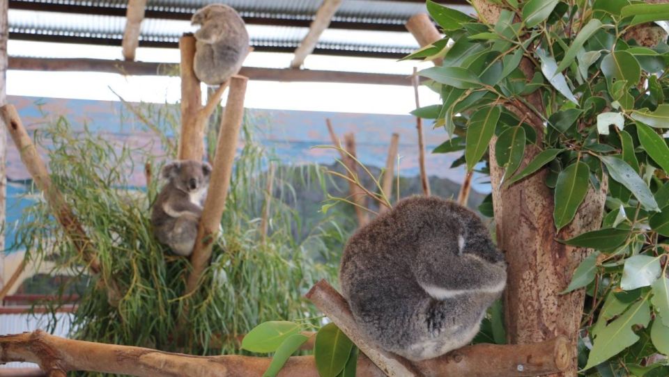 From Sydney: Blue Mountains, Scenic World & Sydney Zoo Tour - Additional Details