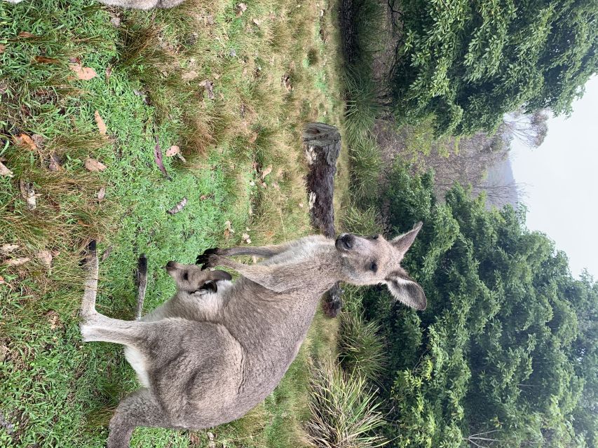 From Sydney: Blue Mountains & Wildlife Park & River Cruise - Last Words