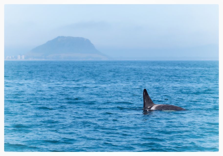 From Tauranga: Half-Day Swimming With Dolphins Tour - Key Tour Highlights and Activities