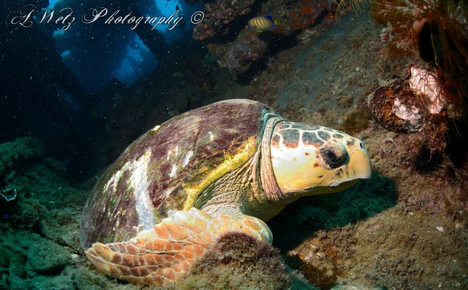 From Townsville or Magnetic Island: Yongala Wreck Dive Trip - Full Description