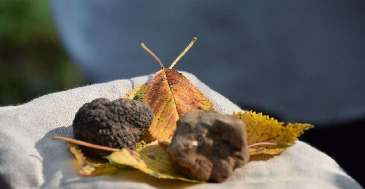 From Turin: Half-Day Truffle Hunting and Lunch in Piedmont - Culinary Delights