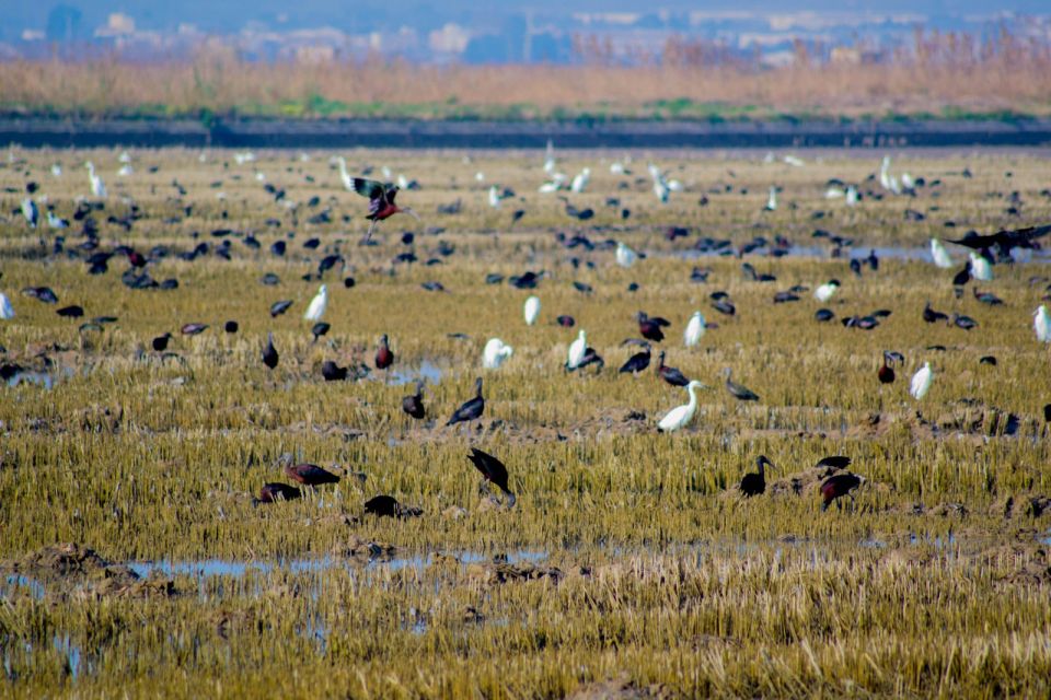 From Valencia: Albufera Day Trip With Boat Tour and Transfer - Review Summary