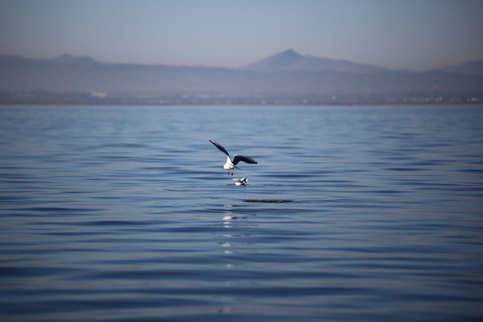 From Valencia: Private Albufera Van Tour With Boat Ride - Common questions