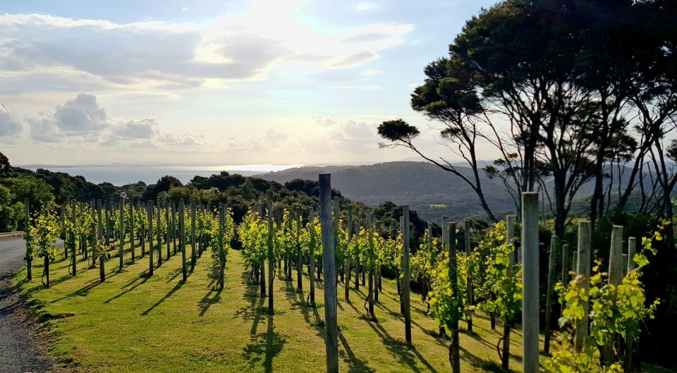 From Waiheke: Waiheke Island Tour W/ Wine and Food Tastings - Booking Convenience