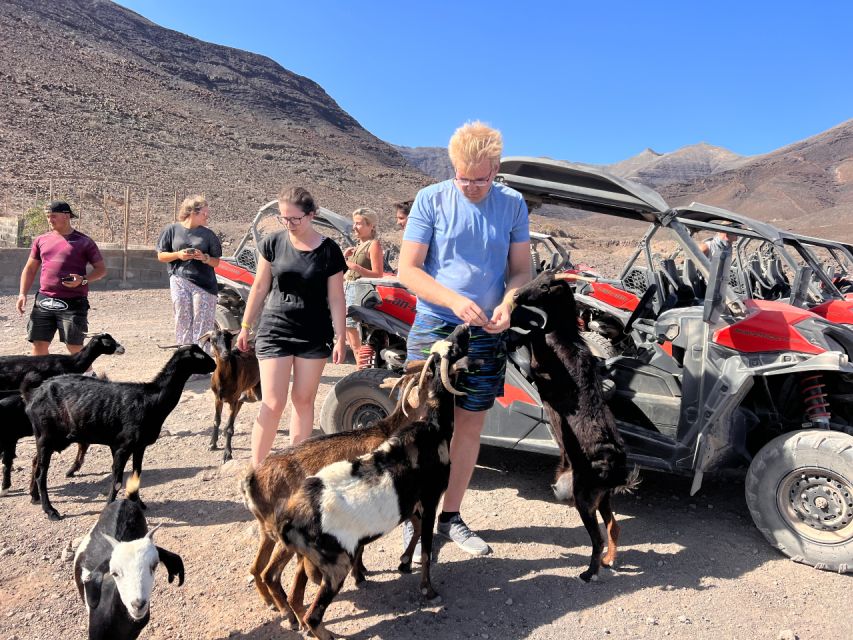 Fuerteventura : Buggy Tour in the South of the Island - Customer Reviews