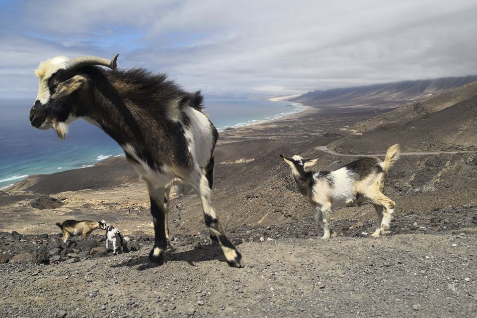 Fuerteventura: Cofete Beach and "Villa Winter" VIP Tour - Reservation Details