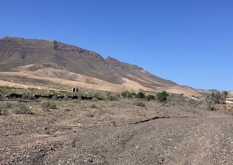 Fuerteventura: Guided Trekking Tour With Island Goats - Guest Reviews