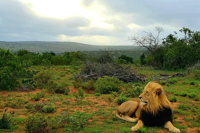 Full Day Addo and Schotia Private Game Reserve Safari - Additional Tips for Your Safari Day