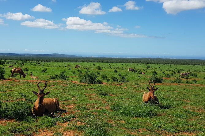 Full Day Addo Elephant National Park Safari - Travel Tips and Recommendations