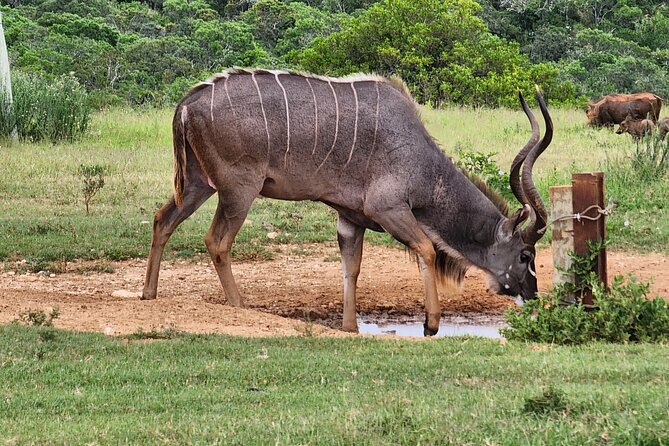 Full Day Addo Park Tours and Safari in South Africa - Safety Measures