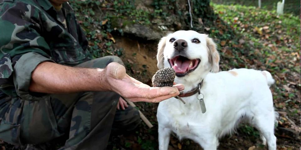 Full-Day Barbaresco Wine Tour With Truffle Hunting and Lunch - Inclusions