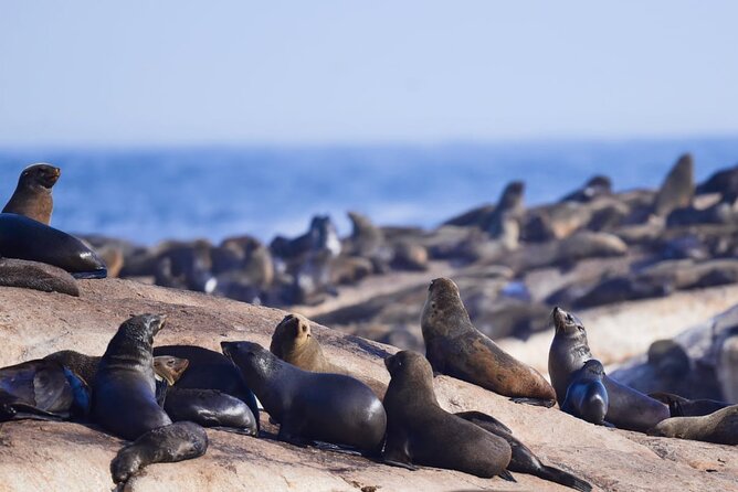 FULL Day Cape of Good Hope and Boulders Penguin Colony - Highlights of the Tour