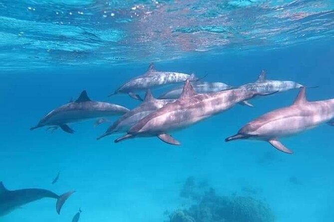 Full Day Looking for Dolphin House Sea Trip With Lunch - Hurghada - Safety Measures