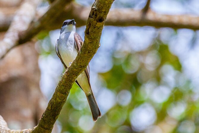 Full Day Private Bird Watching Tour in Phulchoki - Key Points