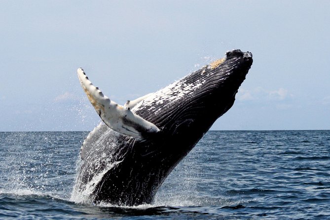Full Day Private Cape Riviera & Whales - Pricing and Terms