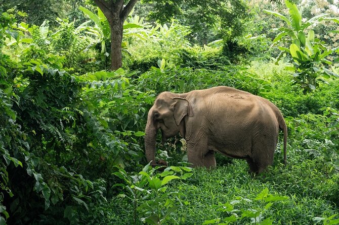 Full-Day Rescued Elephant Walk With Guide Tour in Khaolak - Common questions