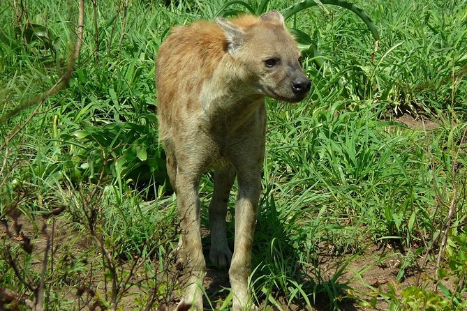 Full Day Safari in the Kruger National Park From Hazyview - Wildlife Encounters