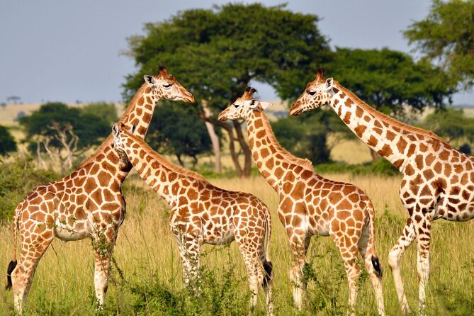 Full Day -Tala Game Reserve, Natal Lion Park, Phezulu From Durban - Booking Information