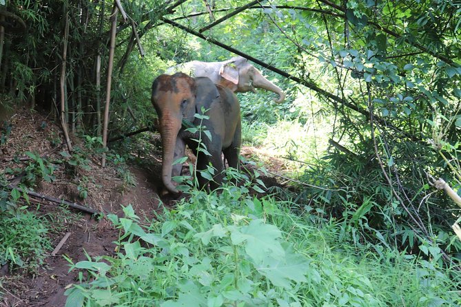 Full Day Visit Chiang Mai Eco Elephant Care - Common questions